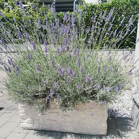 Fancy Lägenhet